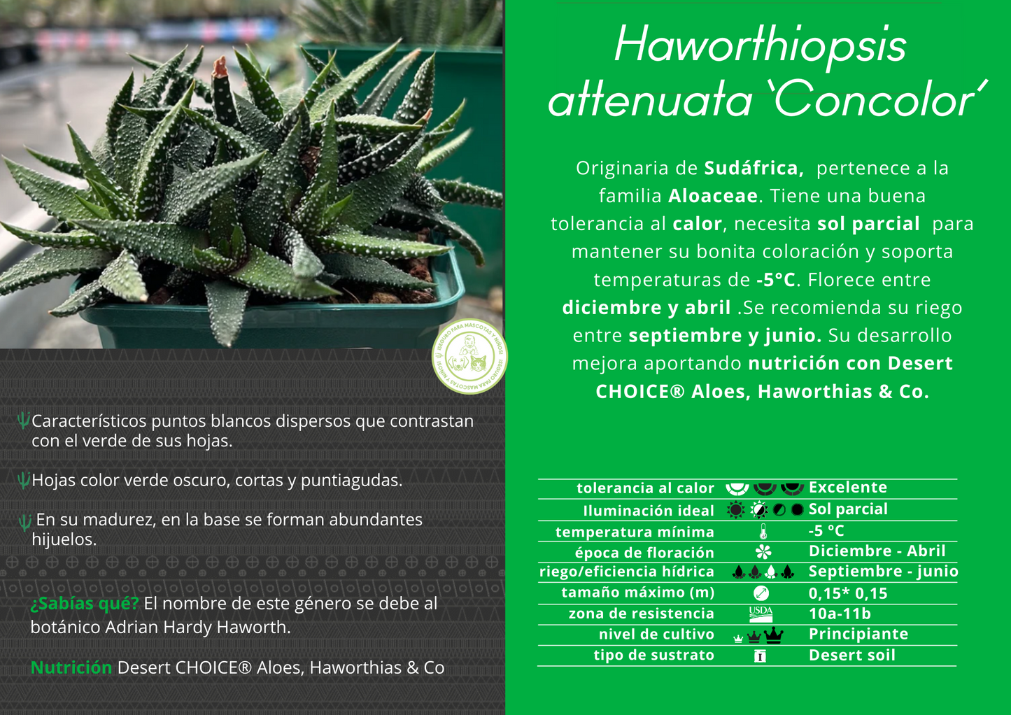 Haworthiopsis attenuata ‘Concolor’