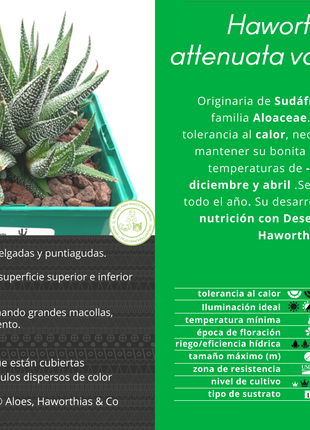 Haworthiopsis attenuata `Clariperla´