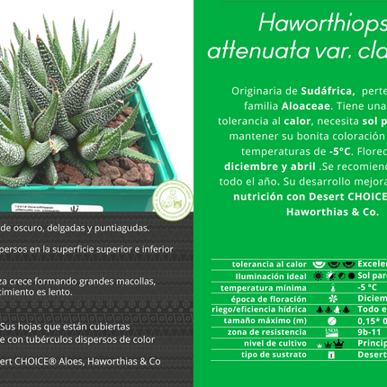 Haworthiopsis attenuata `Clariperla´