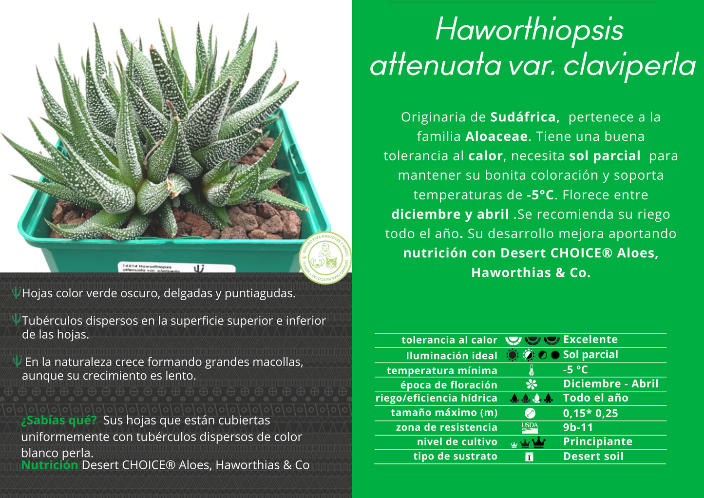 Haworthiopsis attenuata var. clairpearl