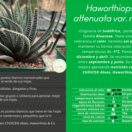 Haworthiopsis attenuata var. radula