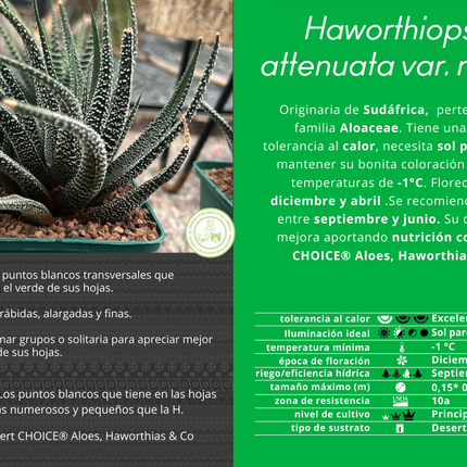 Haworthiopsis attenuata var. radula f. variegated