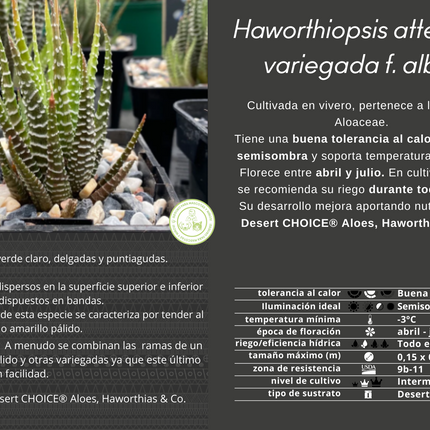 Bunte Haworthiopsis attenuata f. Albino