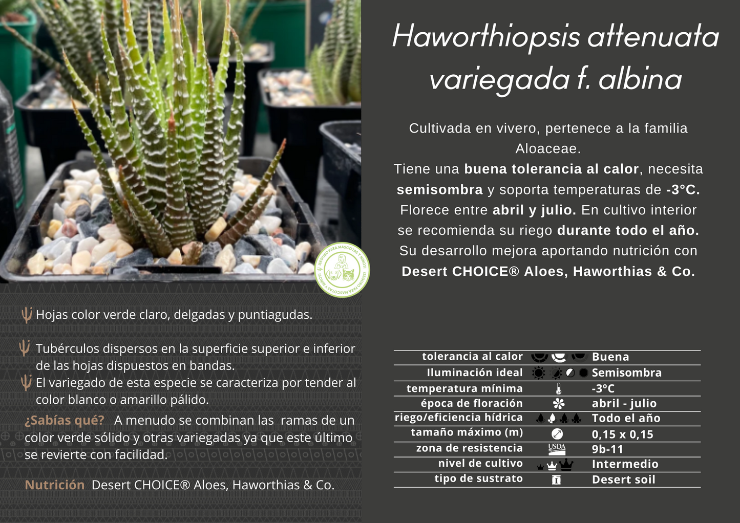 Haworthiopsis attenuata variegada f. albina