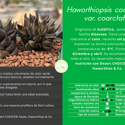 Haworthiopsis coarctata var. coarctata f. conspicuous