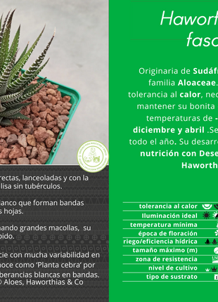 Haworthiopsis fasciata 'S' and 'M'