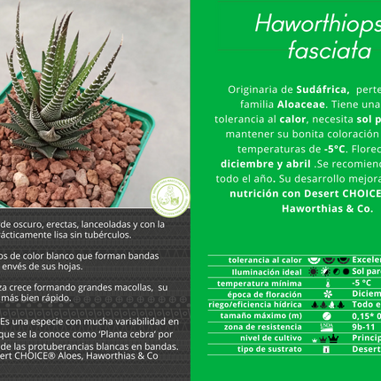 Haworthiopsis fasciata