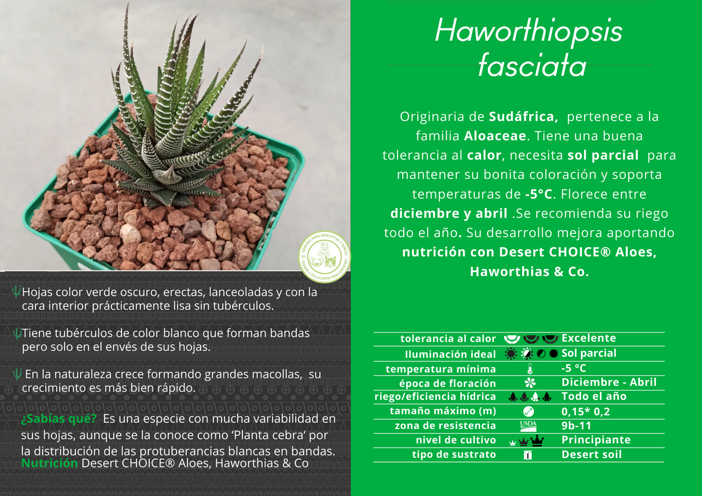 Haworthiopsis fasciata 'S' and 'M'