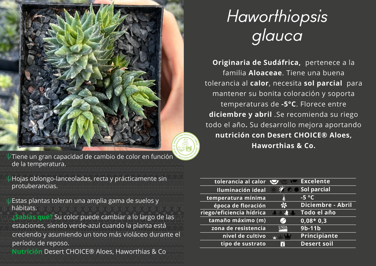 Haworthiopsis glauca