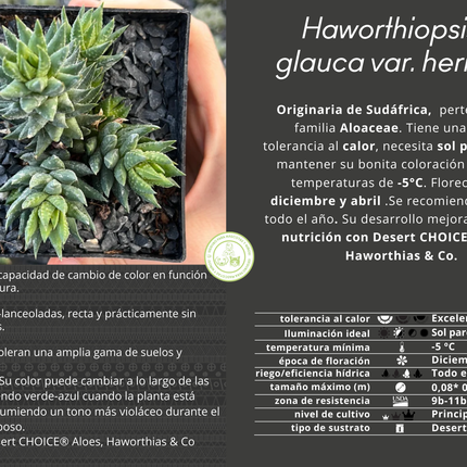 Haworthiopsis glauca var. herrei