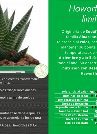 Haworthiopsis limifolia var. limifolia
