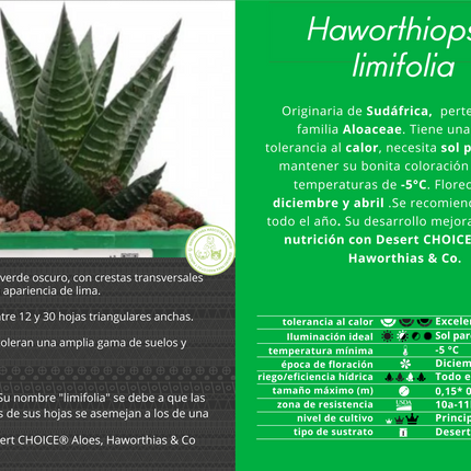 Haworthiopsis limifolia var. limifolia