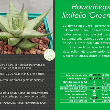 Haworthiopsis limifolia ‘Green Lime’