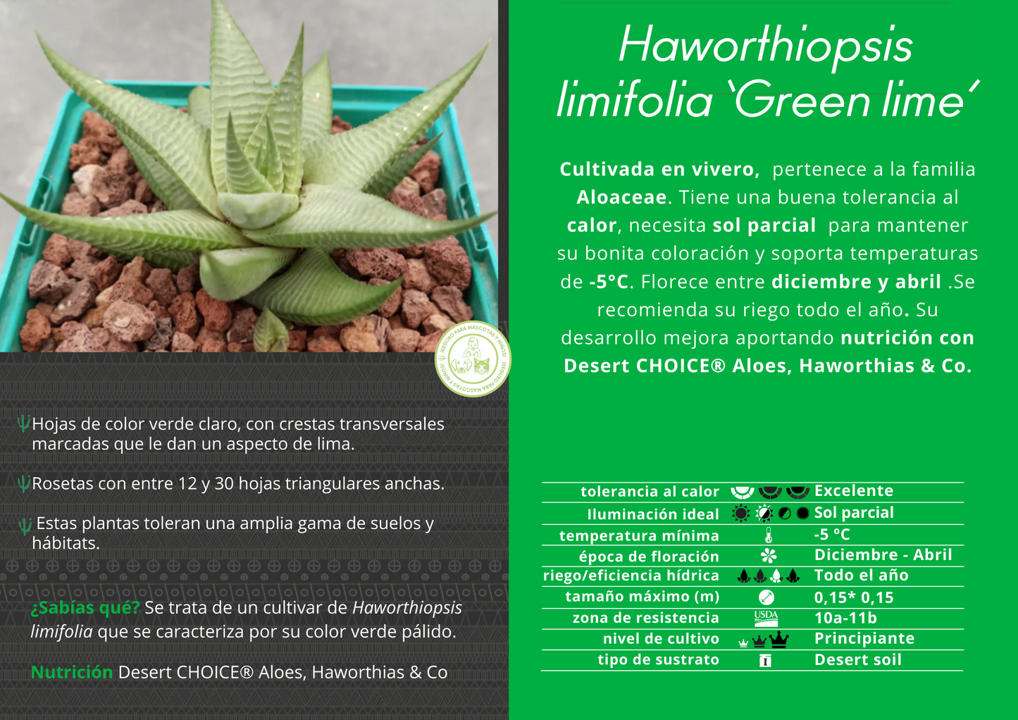 Haworthiopsis limifolia cv. grüne Limette