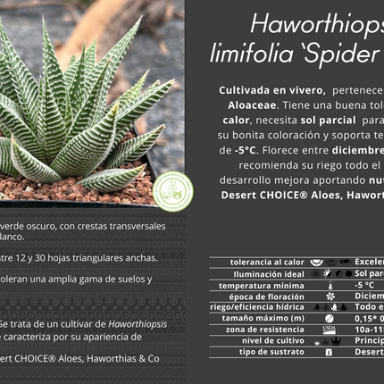 Haworthiopsis limifolia 'Spider White'