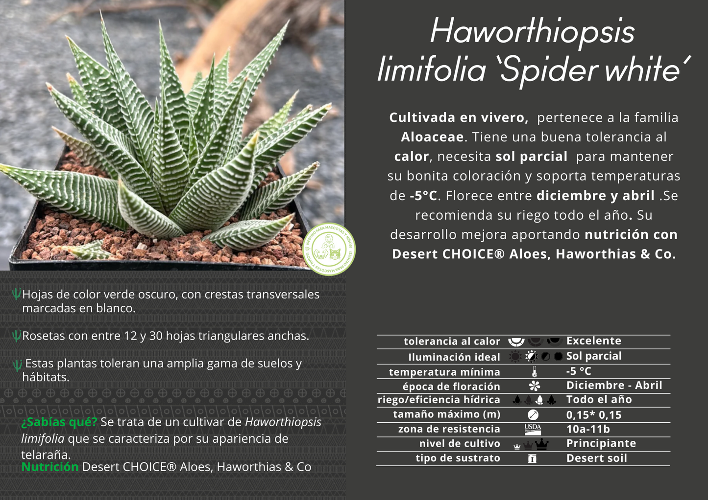 Haworthiopsis limifolia 'Spider White’