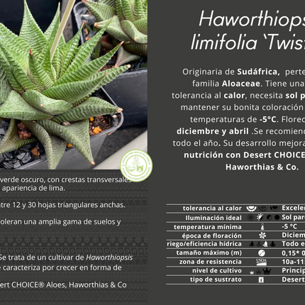 Haworthiopsis limifolia 'Twister'