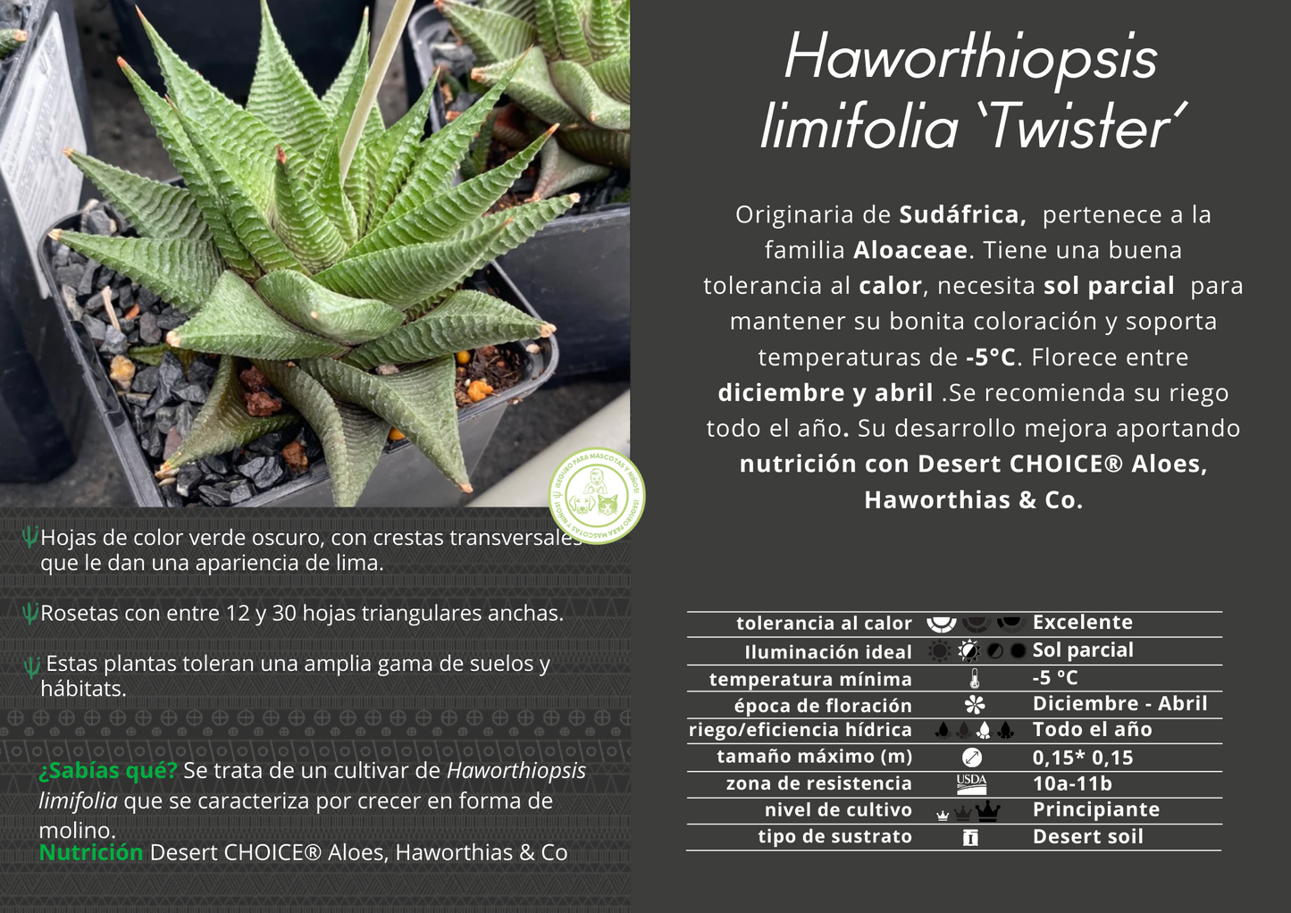 Haworthiopsis limifolia 'Twister'