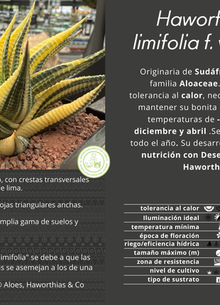 Haworthiopsis limifolia f. variegated