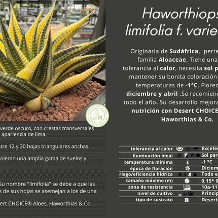 Haworthiopsis limifolia f. variegated