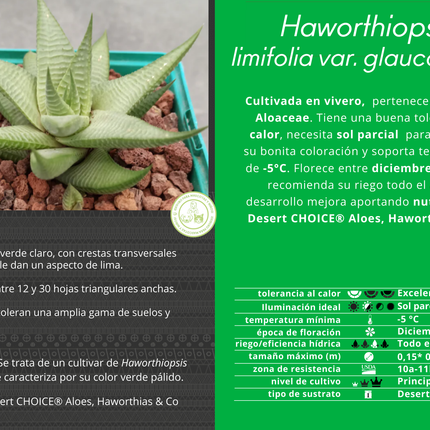 Haworthiopsis limifolia var. glaucophylla