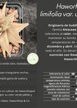 Haworthiopsis limifolia var. ubomboensis