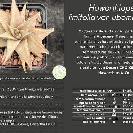 Haworthiopsis limifolia var. ubomboensis