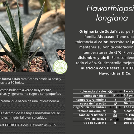 Haworthiopsis longiana