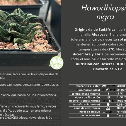Haworthiopsis nigra var. nigra