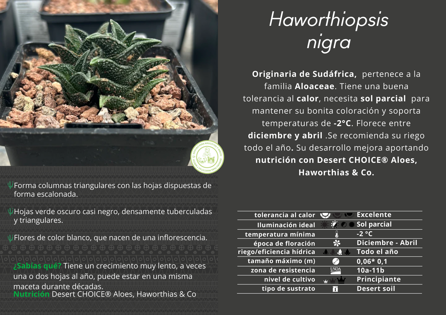 Haworthiopsis nigra