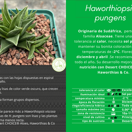 Haworthiopsis pungens