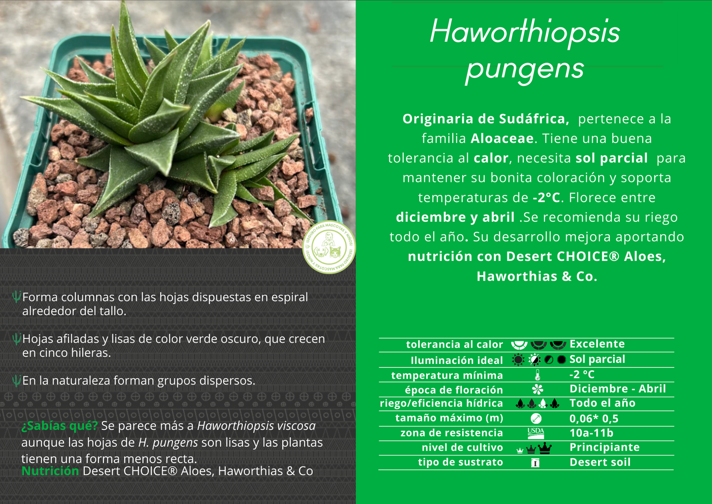 Haworthiopsis pungens