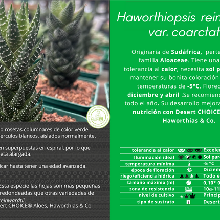 Haworthiopsis reinwardtii var. coarctata