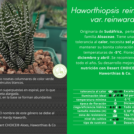 Haworthiopsis reinwardtii var. tenuis