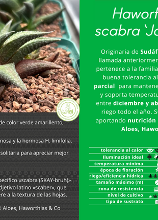 Haworthiopsis scabra 'Jack Brown'