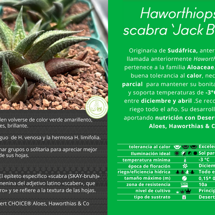 Haworthiopsis scabra ‘Jack Brown’