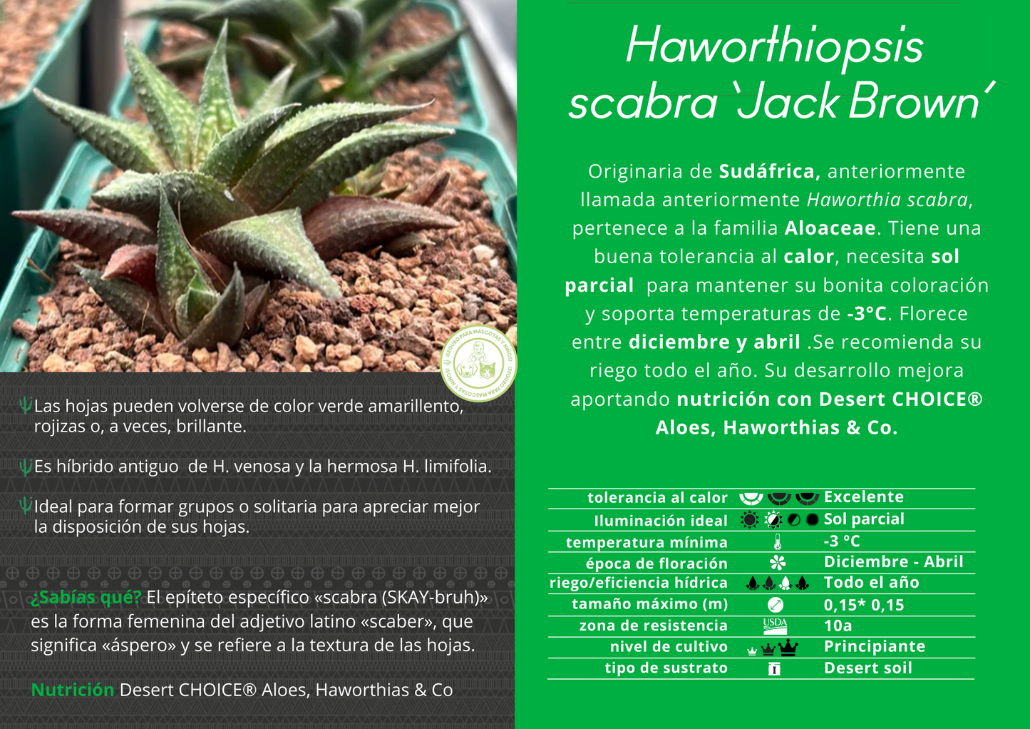 Haworthiopsis scabra ‘Jack Brown’