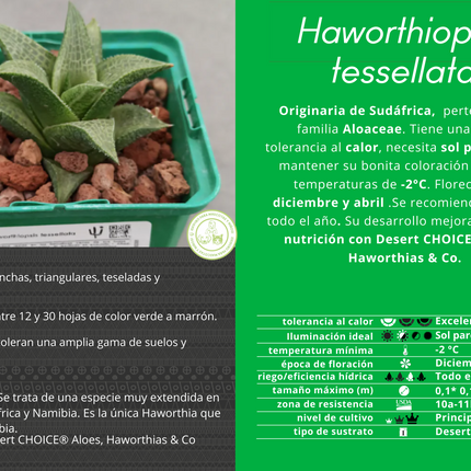 Haworthiopsis tessellata var. tessellata IB4371