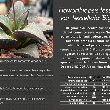 Haworthiopsis tessellata var. tessellata ‘Giant Form’