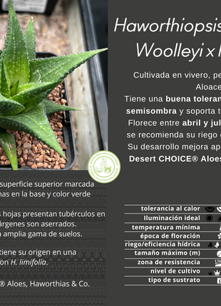 Haworthiopsis venosa var. woolleyi x H. limifolia