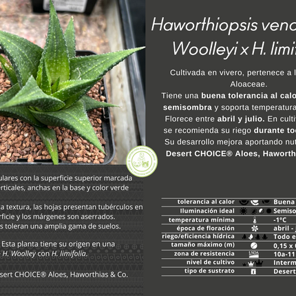 Haworthiopsis venosa var. woolleyi x H. limifolia