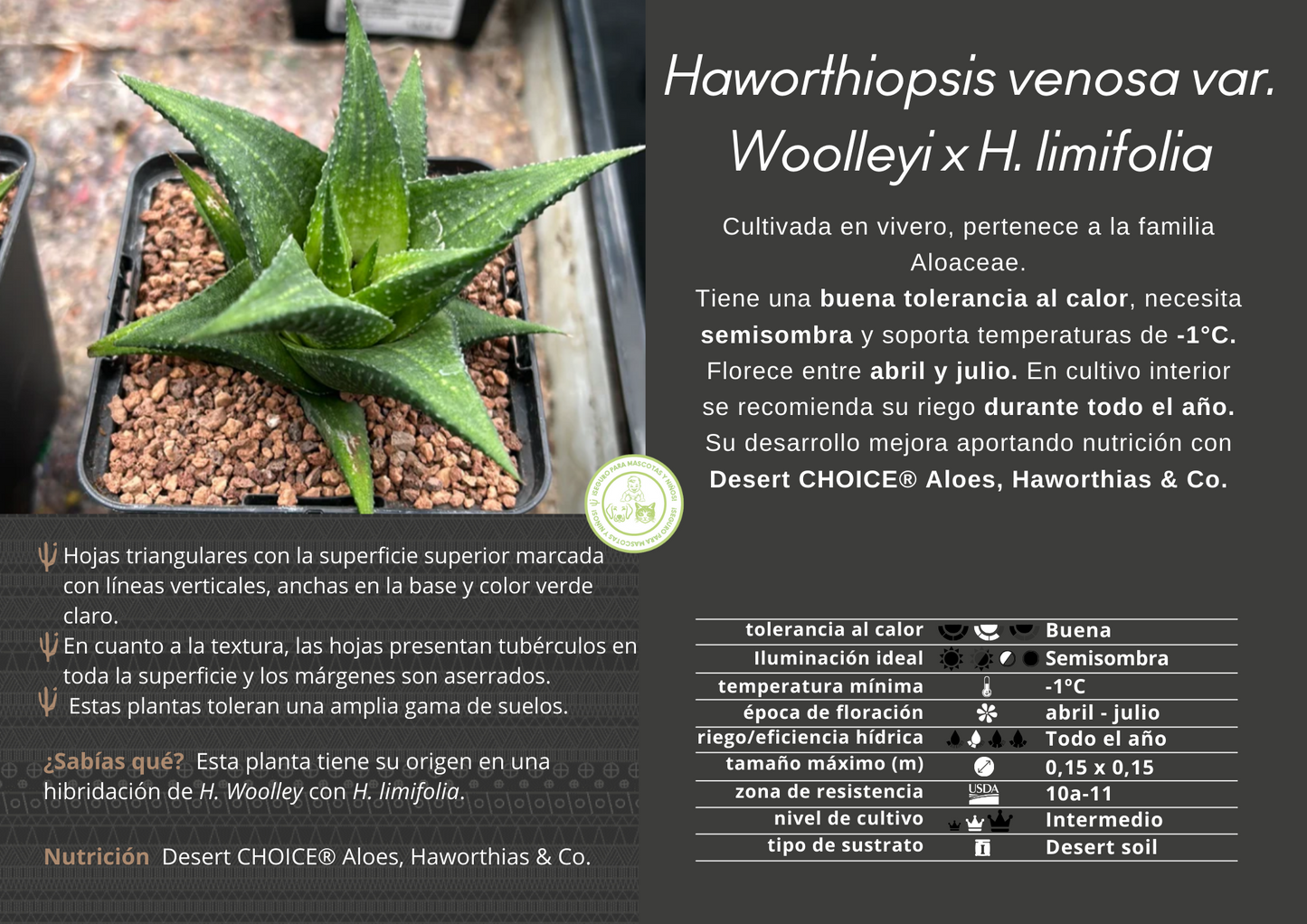Haworthiopsis venosa var. Woolleyi x H. limifolia