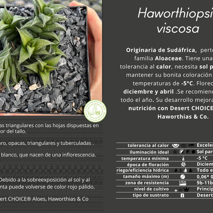 Haworthiopsis viscosa var. viscosa