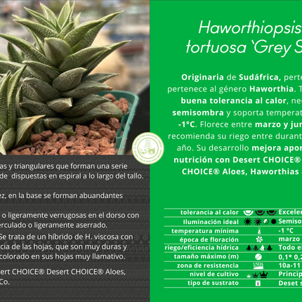 Haworthiopsis tortuosa 'Grauer Stern'