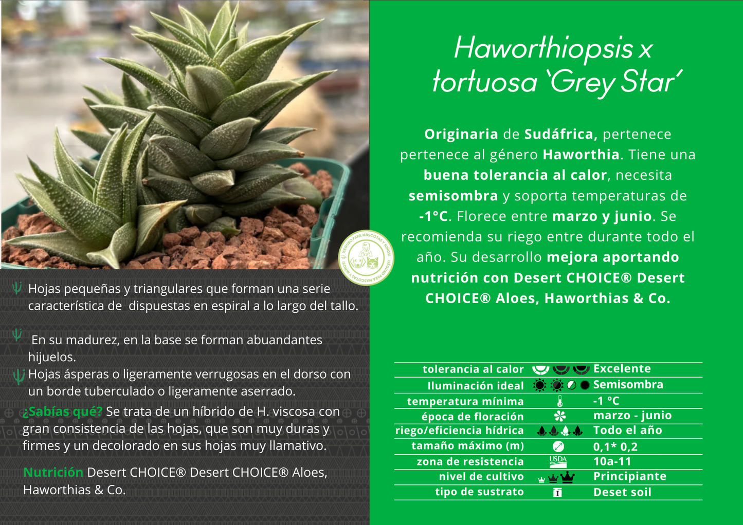 Haworthiopsis tortuosa 'Grey star'