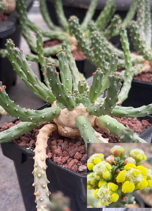 Euphorbia huttonae