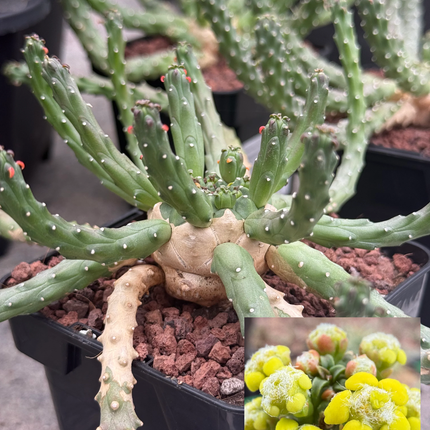 Euphorbia huttonae