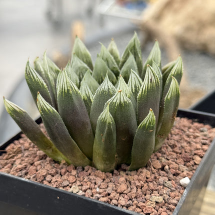 Haworthia 'Argia'