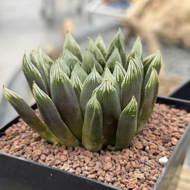 Haworthia 'Argia'