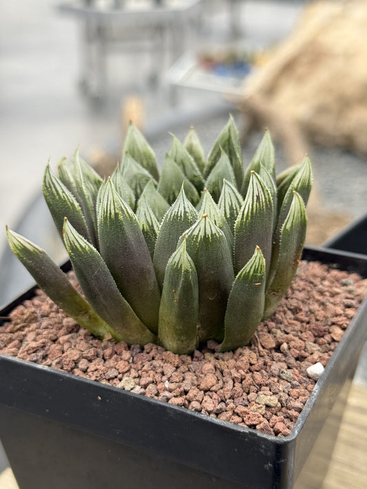 Haworthia 'Argia'